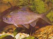 Bryconaethiops microstom... Маленький те�...