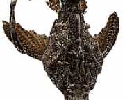 Bunocephalus kneri Риба банджо