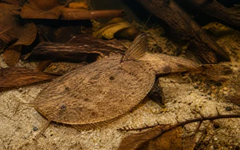 Bunocephalus kneri (Риба банджо)