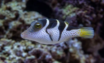 Canthigaster valentini