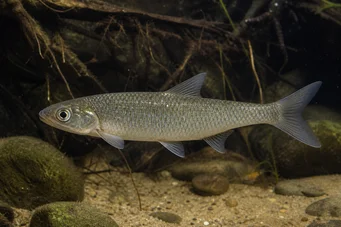 Capus commus (Загальний короп)