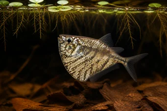 Carnegiella strigata strigata (Мармуровий)