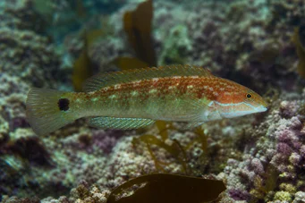 Centrolabus melops (Поширений крілабре)