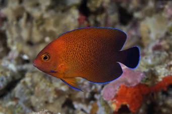 Centropyge ferrugatus (Іржавий карликовий ангел)