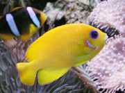 Centropyge flavissimus Жовтий