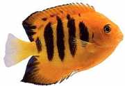Centropyge loriculus Яскравий