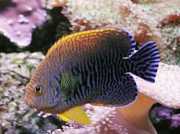 Centropyge potteri Червоний мор�...