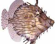 Chaetoderma penicilliger... Багато прикр�...