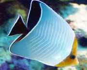 Chaetodon larvatus Замаскована �...