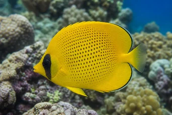 Chaetodon miliaris (Лимонний пісочний)