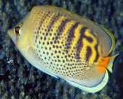 Chaetodon punctatofascia... Chaetodon punctatofascia...