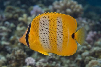 Chaetodon punctatofasciatus (Chaetodon punctatofasciatus)
