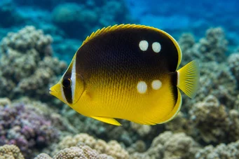 Chaetodon quadrimaculatus (Чотири місця)
