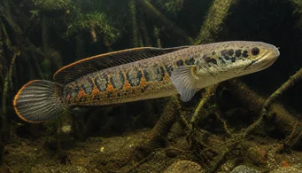 Channa micropeltes (Зміїна голова)