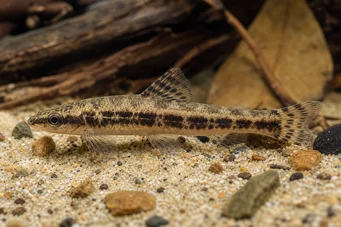 Characidium sp. aff. fasciatum (Rio Negro Tetrager)