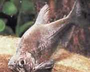 Charax tectifer Харакс -лінко...