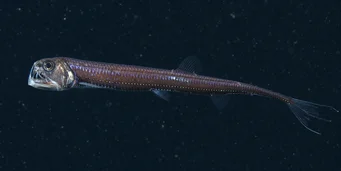 Chauliodus sloani (Військово -морська гадюка)