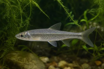 Chela dadiburjori