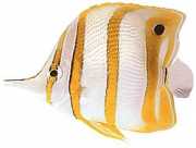 Chelmon rostratus Челмон з пога...