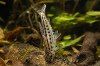 Chilodus punctatus (Догори ногами)