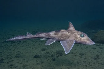 Chimaera monstrosa