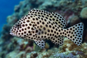 Chromileptis altivelis