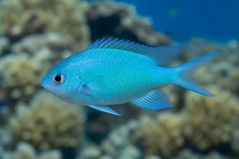 Chromis caerulea (Зелений хром)