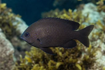 Chromis chromis (Касагноле)