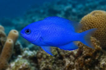 Chromis cyanea (Блакитна молода леді)