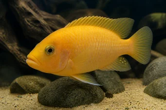 Cichlasoma citrinellum