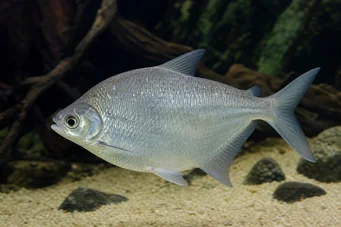 Citharinus citharus (Висока спина лайно)