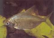 Citharinus congicus Конго -кітарі...