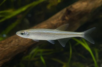 Coelurichthys tenuis (Тетра тримався, Тетра-Барберос)