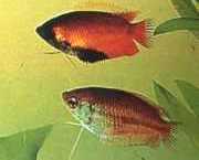 Colisa chuna Пакети Chuna