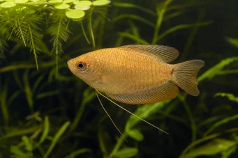 Colisa chuna