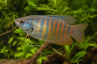 Colisa fasciata Гігантський пакет