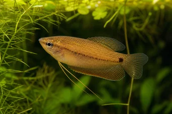 Colisa sota (Мед Гурамі)