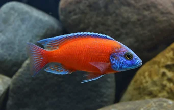 Copadichromis borleyi kadango (Копалізувати Borleyi Kadango)