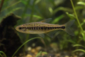 Copeina guttata (РЕДИДА КОПЕЙНА)