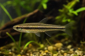 Copella arnoldi