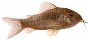 Corydoras aeneus Металеві Кор�...