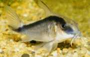 Corydoras arcuatus Арегази Кори�...