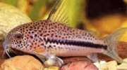 Corydoras bondi Коридорас Бо�...
