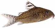 Corydoras elegans Збройні Кори�...