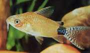 Corydoras guapore Corydoras du rio guapor�...