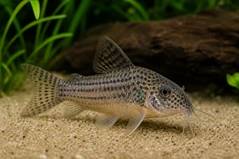 Corydoras guapore (Corydoras du rio guaporé)