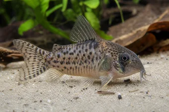 Corydoras latus (Коридорас із відображенням)