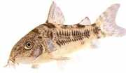Corydoras paleatus Перцевий