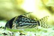 Corydoras schwartzi Corydoras з п’ять...