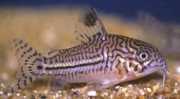Corydoras trilineatus Три -Обсмажен...